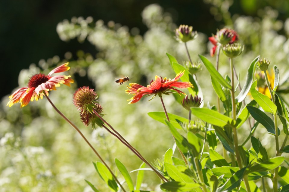 Flowers and a bee.